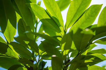 Green leaves against the sky