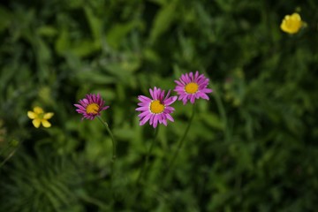 endemic flower types.artvin 