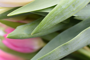 tulips with leaves, blurred background