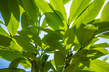 Green leaves against the sky