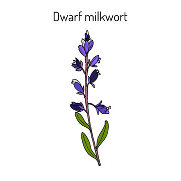 Dwarf or Kentish milkwort polygala amarella medicinal plant
