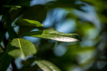 Green leaves against the sky