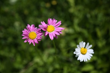 Fototapeta premium endemic flower types.artvin 
