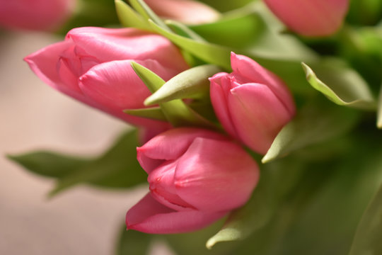 pink tulips bouquet, holiday, congratulation, blurred image