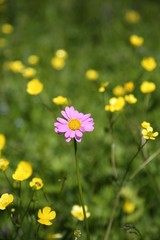 endemic flower types.artvin 