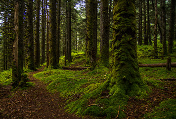 Rainforest trail. Amazing green cover
