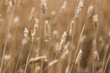 Fototapeta premium Macro close up of long grass in a field in bright sun light. Rural Australia.