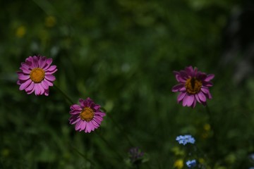 endemic flower types.artvin 