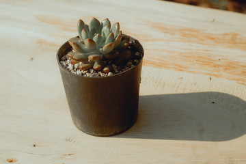 cactus in pot