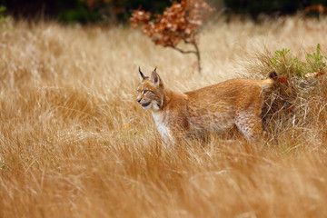The Eurasian lynx (Lynx lynx) a young lynx in yellow grass with yellow background.