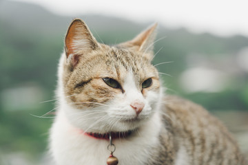 Portrait Cute cat sitting in front of the house Is a cute pet and good habits