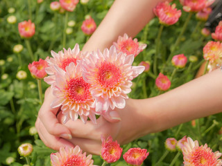 holding a beautiful pink Chrysanthemum flower in both hands with garden view background