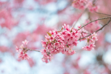 Wild Himalayan Cherry blossom
