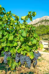 Fototapeta na wymiar French red AOC wine grapes plant, new harvest of wine grape in France, Vaucluse, Gigondas domain or chateau vineyard Dentelles de Montmirail