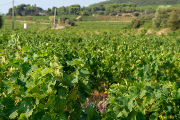 Landscape with workers collecting ripe white wine grapes plants on vineyard in France, white ripe muscat grape new harvest