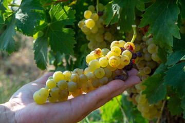 Ripe white wine grapes plants on vineyard in France, white ripe muscat grape new harvest