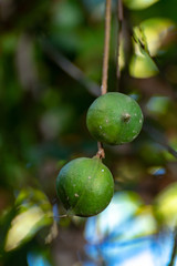 Ripe macadamia nuts handing on macadamia tree ready for harvest