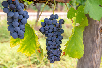Fototapeta premium French red and rose wine grapes plant, first new harvest of wine grape in France, Costieres de Nimes AOP domain or chateau vineyard close up