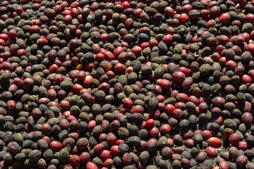 Traditional method of drying mature coffee beans on  open grid outside in sun lights, bio coffee farm