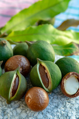 New harvest of ripe fresh Australian macadamia nuts in shell with leaves
