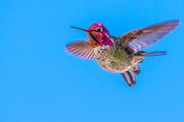 Iridescent Male Anna's Hummingbird in Flight Preparing to Change Course