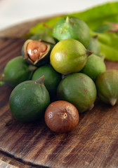 New harvest of ripe fresh Australian macadamia nuts in shell with leaves