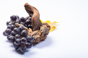 Piece of old grapevine and bunch of black grapes on white background