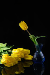 yellow tulips on a black background for the holiday on March 8