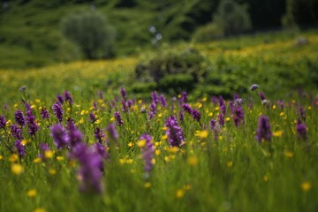Obraz premium endemic flower types.artvin 