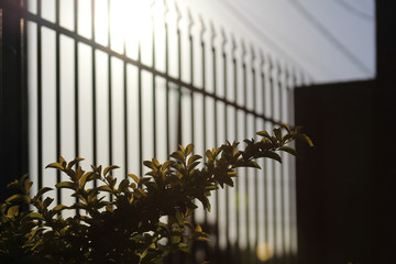 Obraz premium Flor