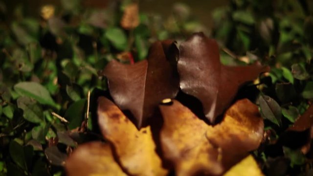 Autumn Leaves color Background Concept. Beautiful Colorful Yellow Red And Brown Foliage