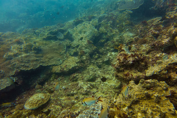 Underwater world in an ocean