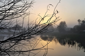 tree on the lake during sunrise
