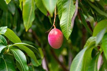 Tropical mango tree with big ripe mango fruits growing in orchard on Gran Canaria island, Spain. Cultivation of mango fruits on plantation.