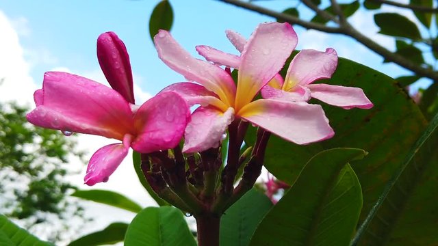 Wide shot of a pink plumeria or Melia flower with rain drops and green leaves