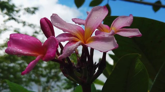 Close up shot of pink Plumeria with rain drops on the petals and blue cloudy sky in the background.