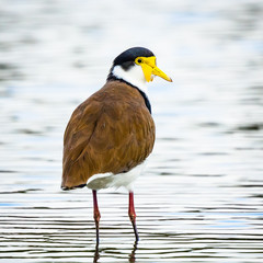 Masked lapwing (Vanellus miles) looking back at the camera.  Centennial Parklands, Sydney.