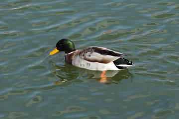 Adult duck in river or lake water