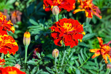 Fototapeta premium Flowers of Tagetes patula.