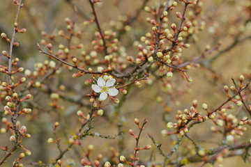 beautiful blooming tree, spring time