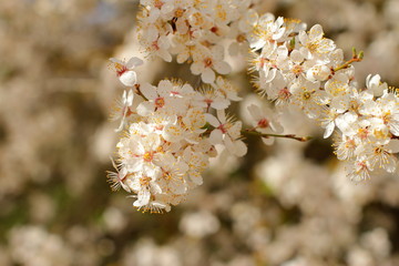 Fototapeta premium beautiful blooming tree, spring time