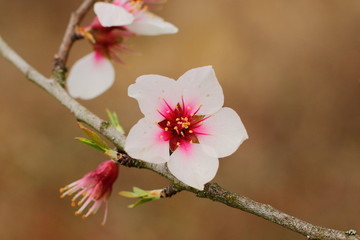beautiful blooming tree, spring time