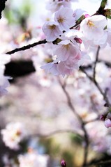 Scientific name is Cerasus ×yedoensis (Matsum.) Masam. & Suzuki ‘Somei-yoshino. 