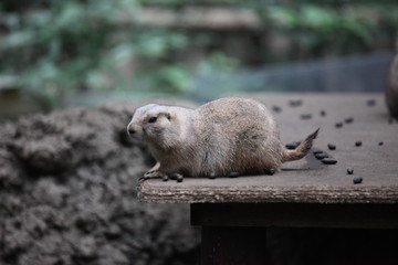 Prairie dog in Tokyo Ueno Zoo