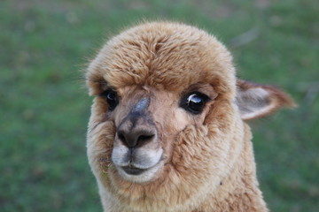 alpaka