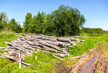 Tree logs piled up near a forest road