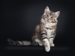 Fototapeta na wymiar Very cute young male Maine Coon cat kitten, sitting side ways / facing front. Looking straight to lens with dark yellow eyes. Isolated on black background. Tail beside body and slightly down from edge