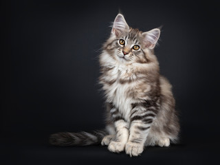 Very cute young male Maine Coon cat kitten, sitting side ways. Looking straight to lens with dark yellow eyes. Isolated on black background. Tail around body.