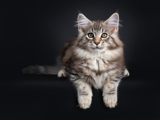 Fototapeta na wymiar Very cute young male Maine Coon cat kitten, laying down facing front. Looking straight to lens with dark yellow eyes. Isolated on black background. Tail beside body and paws hanging from edge.