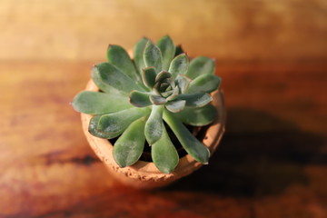 Suculenta